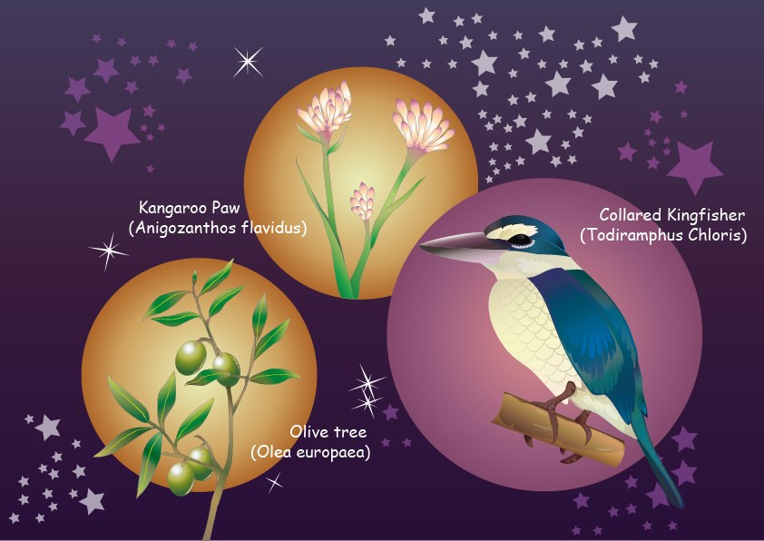 Botanical vector illustrations on a night-sky ground