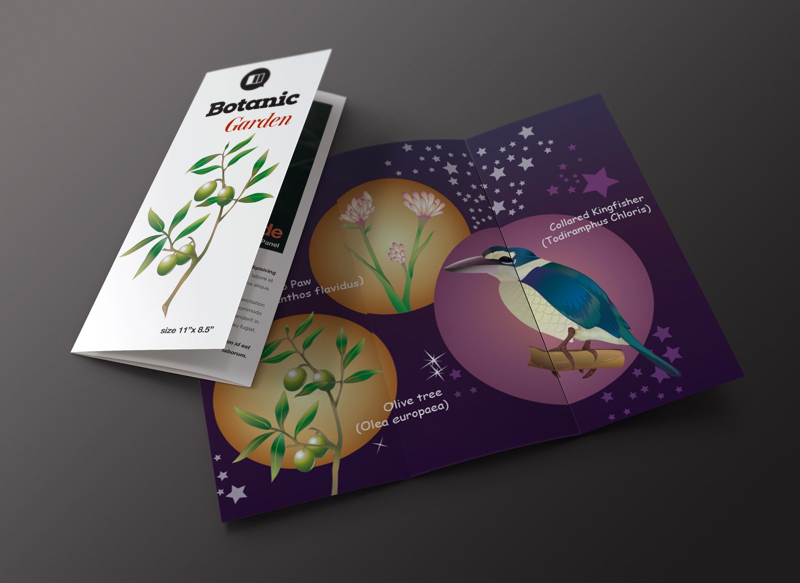 Botanical illustrations applied to a trifold brochure mockup